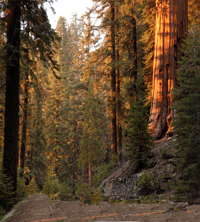 deep forest scene with sun shining on clearing