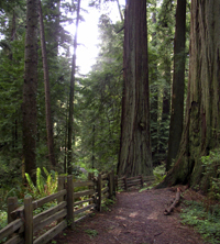 shady forest perimeter with old log fence 